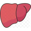 Higado Hepatico Organo Icono