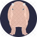 Hippopotamus African Mammal Icon