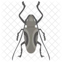 Hirschkafer Insekt Skarabaus Symbol