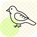 Hobby Bird Falcon Icon