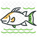 Hogfish  Icon