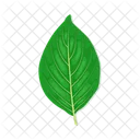 Hoja Arbol Follaje Icon