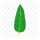 Hoja Arbol Follaje Icon