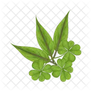 Hoja Naturaleza Planta Icon