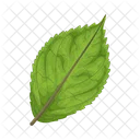 Hoja Naturaleza Planta Icon