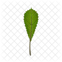 Hoja Naturaleza Planta Icon