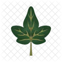 Hoja De Hiedra Naturaleza Vegetacion Icon