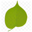 Hoja De Tilo Hoja Hoja Verde Icon