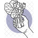 Holding Cabbage  Icon