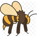 Honey Bee Bee Insect Icon