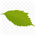 American Hornbeam Leaf Green Leaf Icon