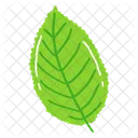 Leaf Ash Leaf Beech Leaf Icon