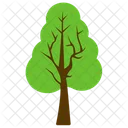 Hornbeam Tree  Icon
