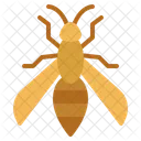 Honey Wild Anatomy Icon