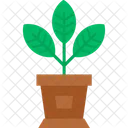 House Plants  Icon