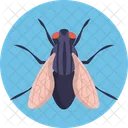 Housefly Fly Insect Icon