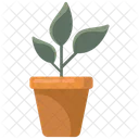 Potted Plant Grass Plant Nature Icon