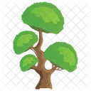 Huangshan Pine Hwangshanensis Icon