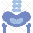 Hueso Pelvico Pelvis Area Icono