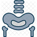 Hueso Pelvico Pelvis Area Icon