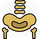 Hueso Pelvico Pelvis Area Icono