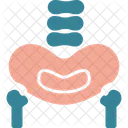 Hueso Pelvico Pelvis Area Icono