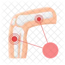 Hueso Anatomia Esqueleto Icono