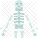Human Skeleton Bones Icon