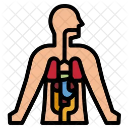 Human Anatomy  Icon