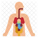 Human Anatomy Icon