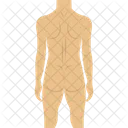Human Body  Icon