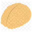 Human Brain Neural System Body Organ Icon