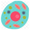 Human Cell Cell Membrane Nucleus Icon