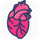 Cardiology Heart Human Icon