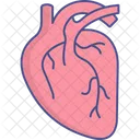 Human Heart Heart Body Part Icon