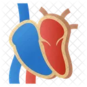 Human Heart Dissection  Icône