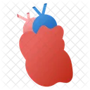 Human Heart  Icône