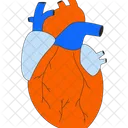 Human heart transplantation  Icon