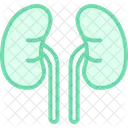 Human Kidneys Medical Icon