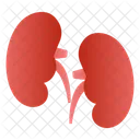 Human Kidneys Icon