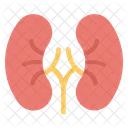 Kidneys Human Body Icon