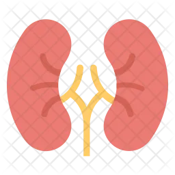 Human Kidneys  Icon