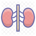 Kidney Urinary Bladder Urinary Tract Icon