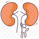 Human Kidneys  Icon