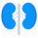 Human Kidneys  Icône