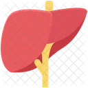 Detoxification Hepatology Liver Icon