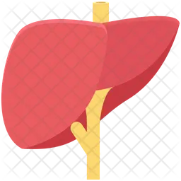 Human Liver  Icon