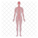 Anatomy System Nervous Icon