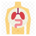 Human Organ Icon