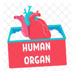 Human organ for transplantation  Icon